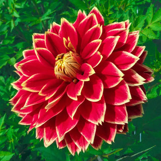 Dutch Carnival Dahlia