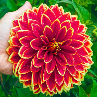 Dutch Carnival Dahlia