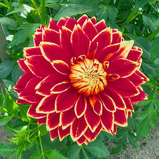 Dutch Carnival Dahlia