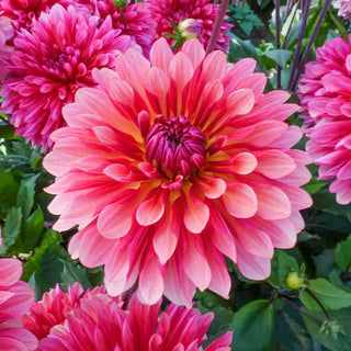 Missis Dutch Dahlia