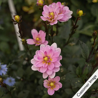 Pacific Jewel Dahlia