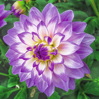 Blue Wish Dahlia