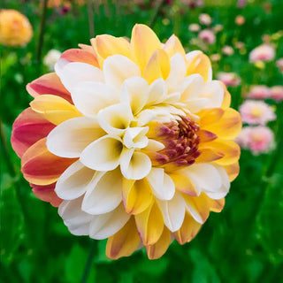 Double Jill Dahlia