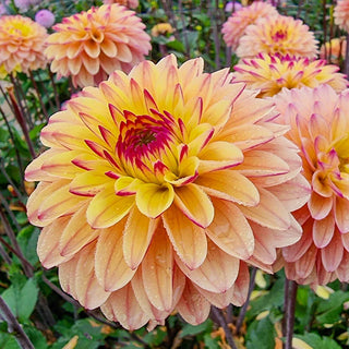 Gelia Dahlia