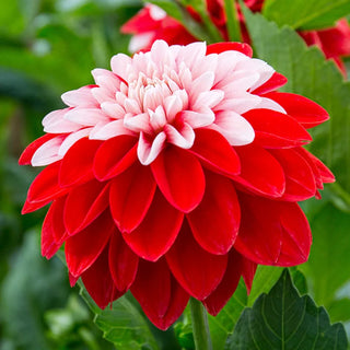 Olgas Light Dahlia