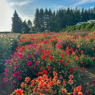 Improved Beeline Dahlia Mixture