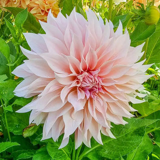 Dynamic Decorative Dahlia Collection