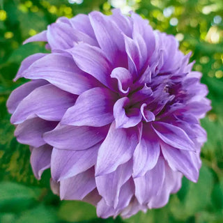 Dynamic Decorative Dahlia Collection