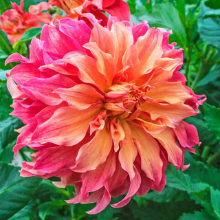 Dynamic Decorative Dahlia Collection