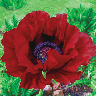 Oriental Poppies