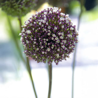 Summer Drummer Allium