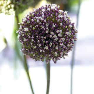 Summer Drummer Allium