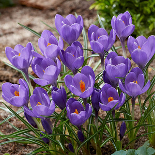 Aqua Giant Snow Crocus