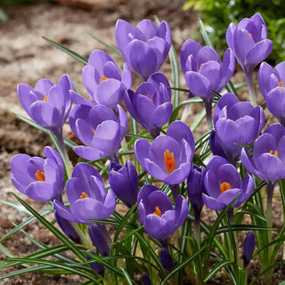 Aqua Giant Snow Crocus