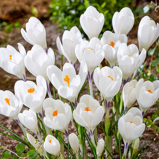 Ice Queen Giant Snow Crocus