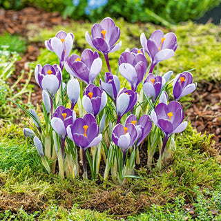 Whale Shark Giant Snow Crocus