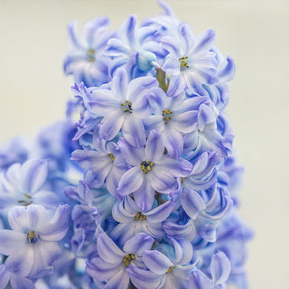 Aqua Hyacinth