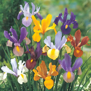 Dutch Iris Mixture