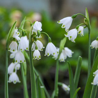 Gravetye Giant Summer Snowflake