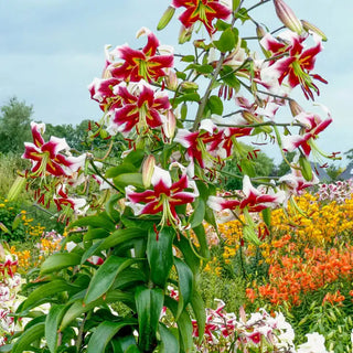 Fragrant Forest Lily Tree Collection