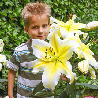 Fragrant Forest Lily Tree Collection