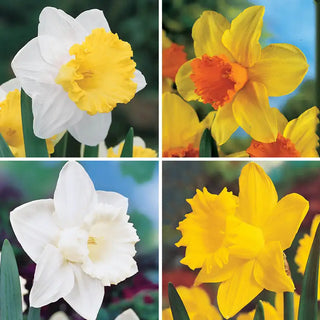 Daffodil Trumpet Collection