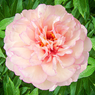 Scrumdiddlyumptious Itoh Peony