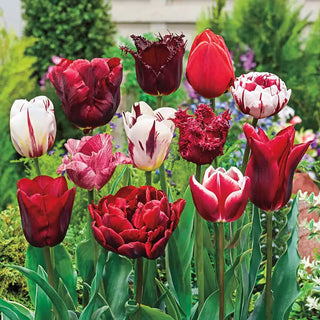 Variatie Red Tulip Mixture