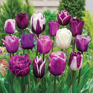 Enchanted Evening Tulip Mixture