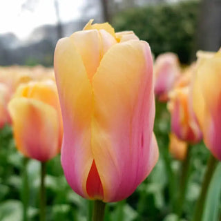 Blushing Impression Tulip