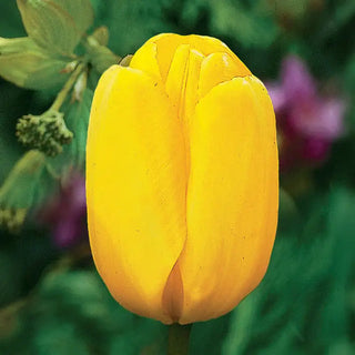 Yellow Dynasty Tulip