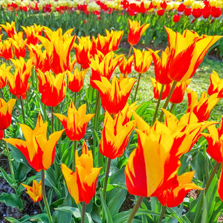 Fire Wings Tulip