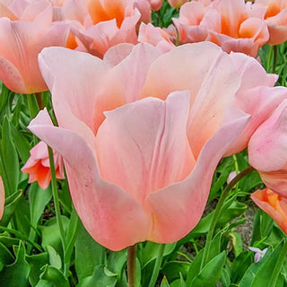 Apricot Beauty Tulip