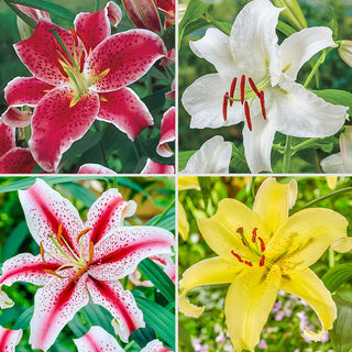 Oriental Lily Collection 