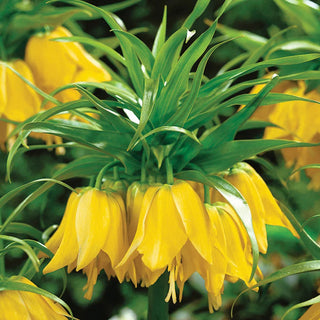 Maxima Lutea Crown Imperial