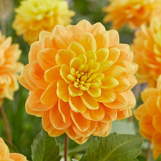 Aladdins Lamp Dahlia