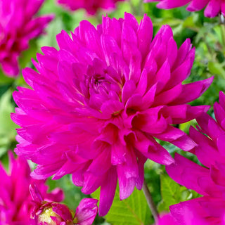 All Seasons Dahlia