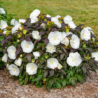 Cookies And Cream Hibiscus