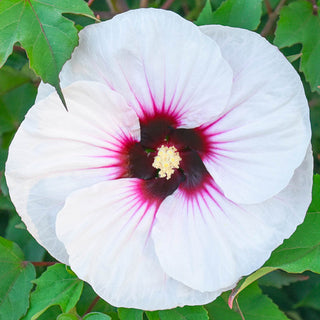 Angel Eyes Hibiscus