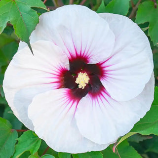 Angel Eyes Hibiscus