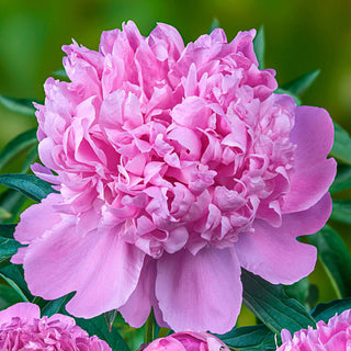 Peonies