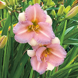 Daylilies