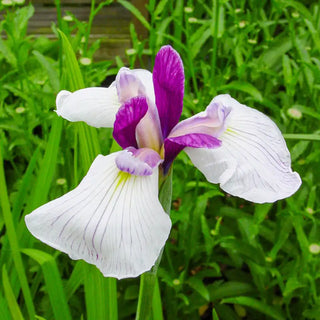 Fortune Japanese Iris