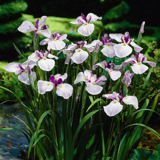 Fortune Japanese Iris