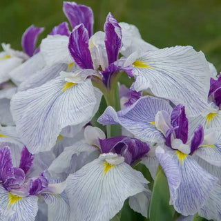 Fortune Japanese Iris