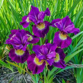 Sultans Ruby Siberian Iris