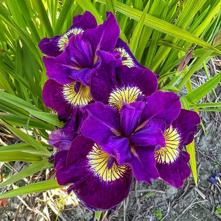 Sultan's Ruby Siberian Iris