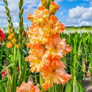 The Great Queen Elizabeth Gladiolus