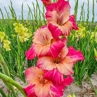 Apricot Bubblegum Gladiolus