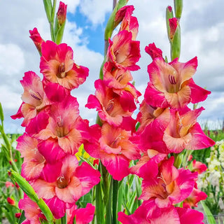 Apricot Bubblegum Gladiolus